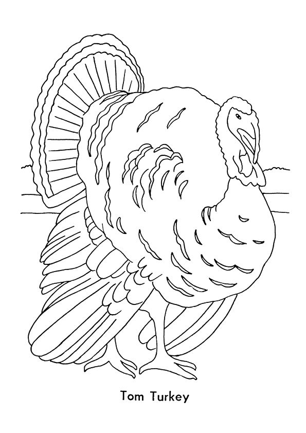truthahn-ausmalbild-0034-q2