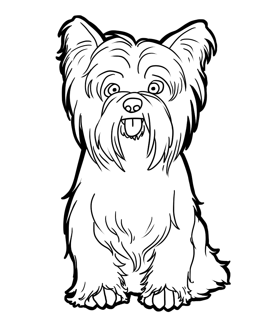 Yorkshire Terrier