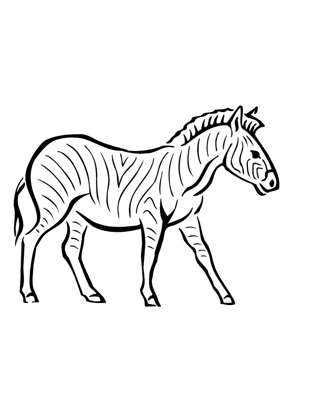 zebra ausmalbilder  malvorlagen  100 kostenlos