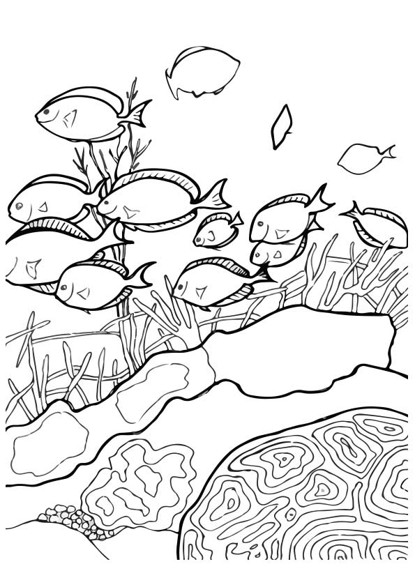 aquarium-ausmalbild-0034-q2