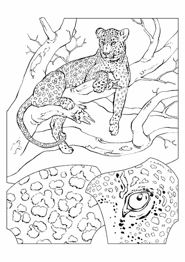 gepard-ausmalbild-0020-q2