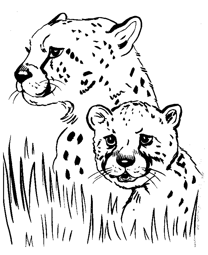 gepard-ausmalbild-0054-q1