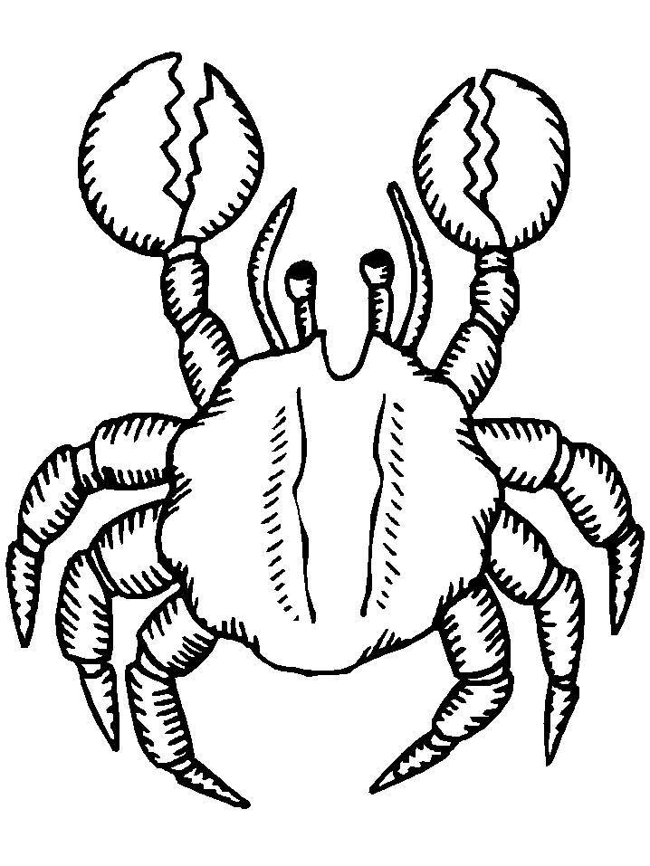 krebs-krabbe-ausmalbild-0051-q1