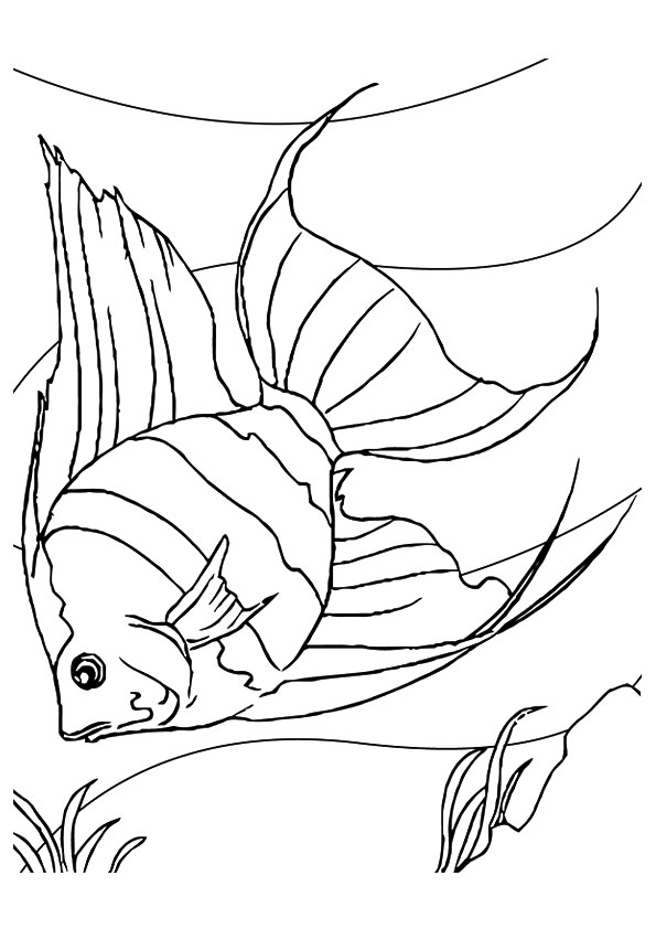 fisch-ausmalbild-0035-q2