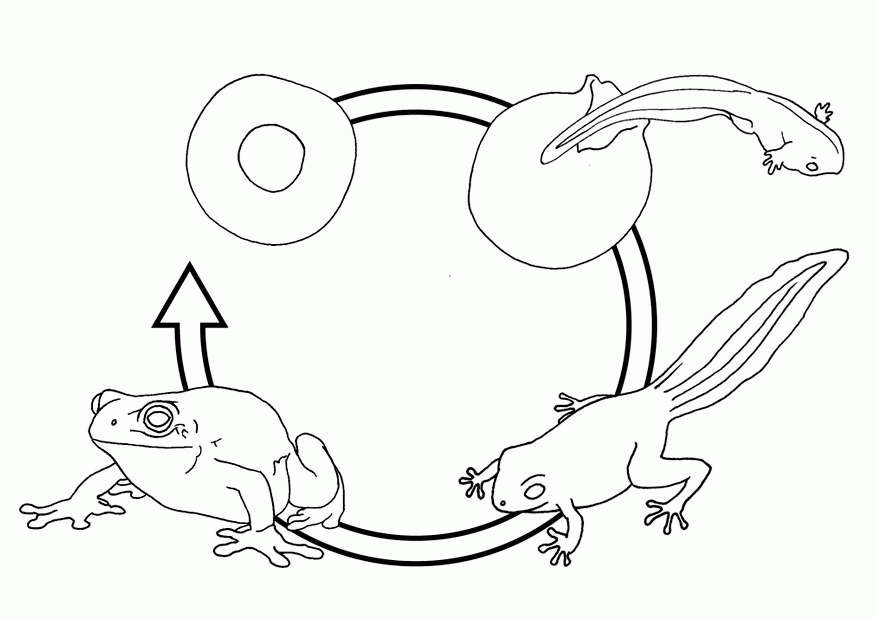 frosch-ausmalbild-0043-q1