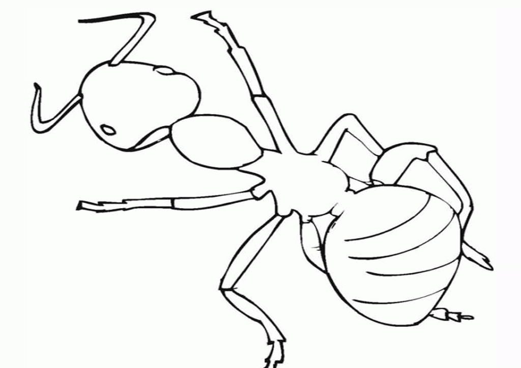 insekt-ausmalbild-0010-q1