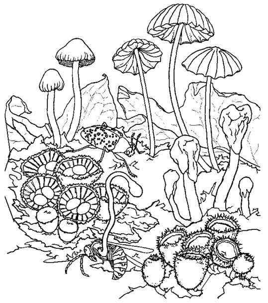 pilz-ausmalbild-0025-q1