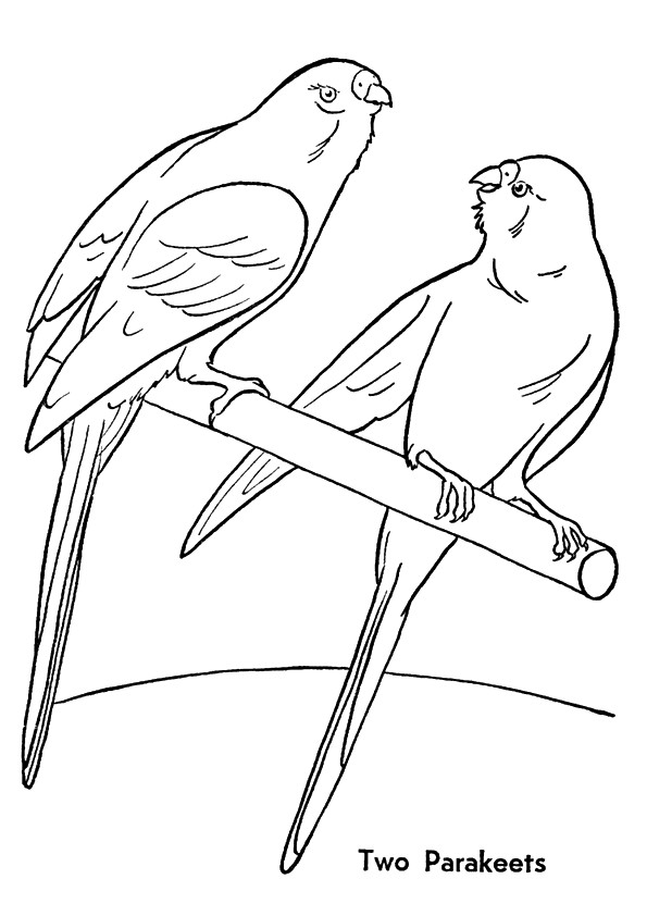 Papagei: Ausmalbilder & Malvorlagen - 100% KOSTENLOS
