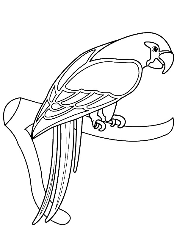 Papagei Ausmalbilder &amp; Malvorlagen 100 KOSTENLOS