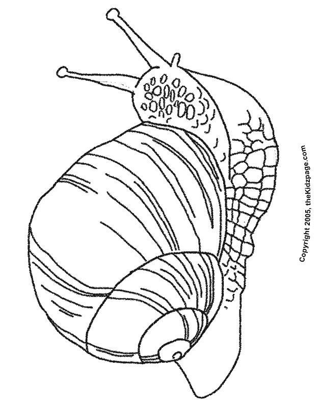 schnecke-ausmalbild-0038-q1