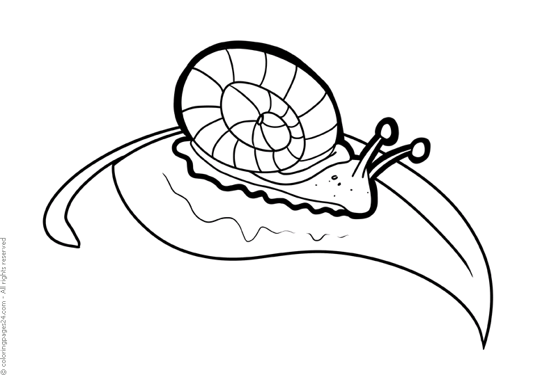 schnecke-ausmalbild-0044-q3