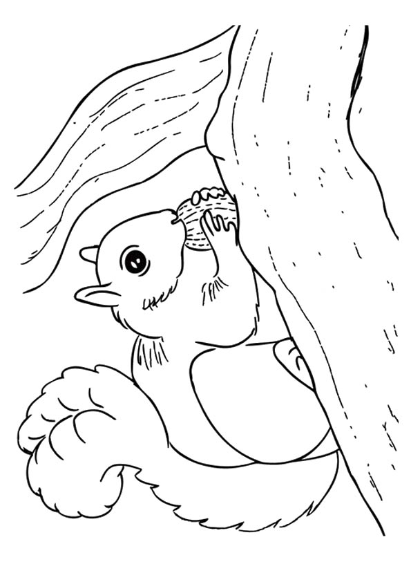 eichhoernchen-ausmalbild-0034-q2