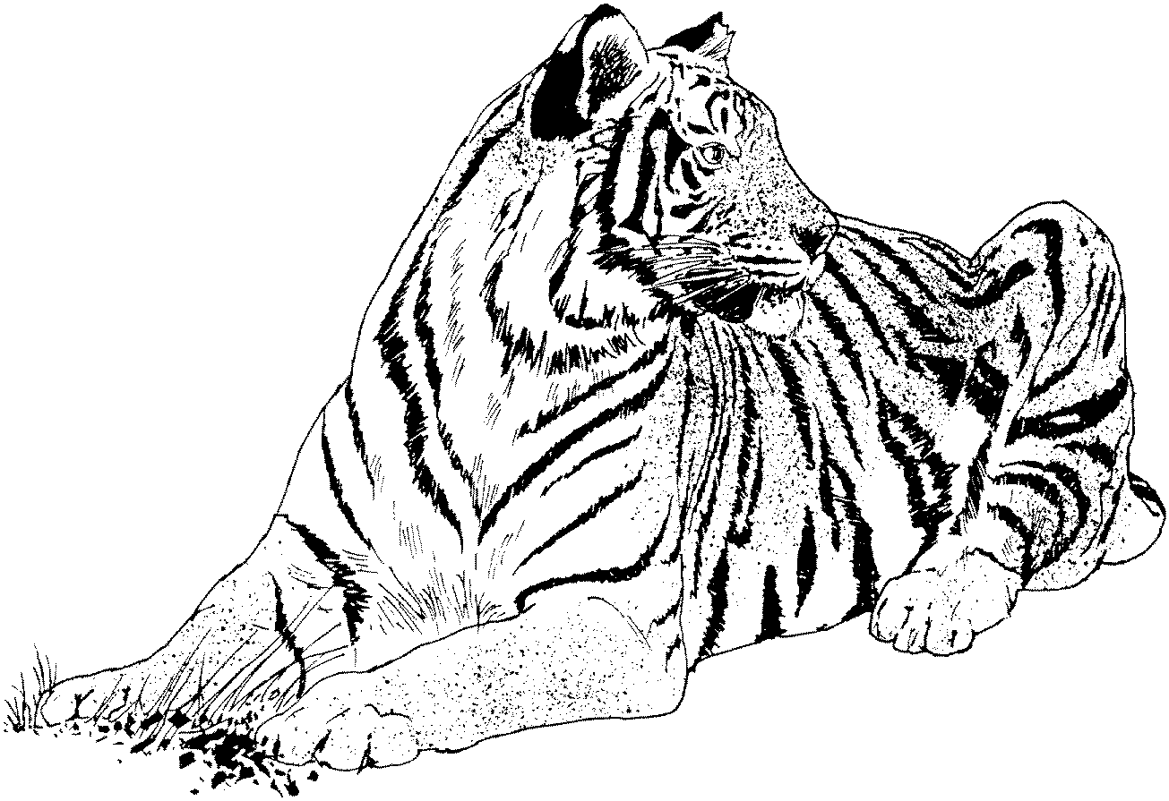 tiger-ausmalbild-0012-q1