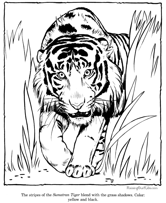 tiger-ausmalbild-0034-q1