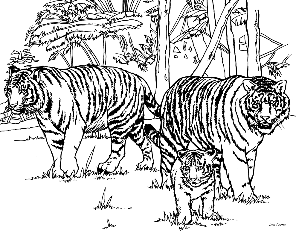 Tiger: Ausmalbilder & Malvorlagen - 100% KOSTENLOS